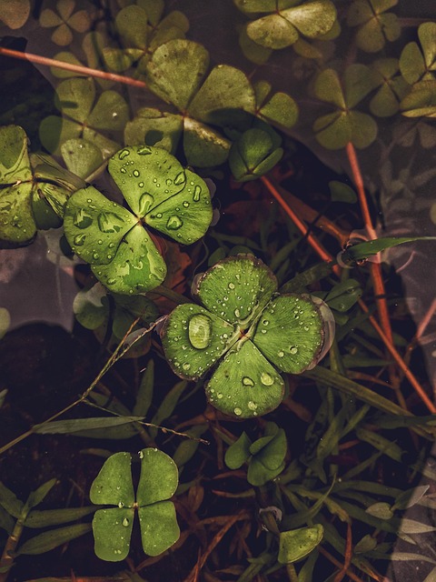 Free Leaf Water Season photo and picture