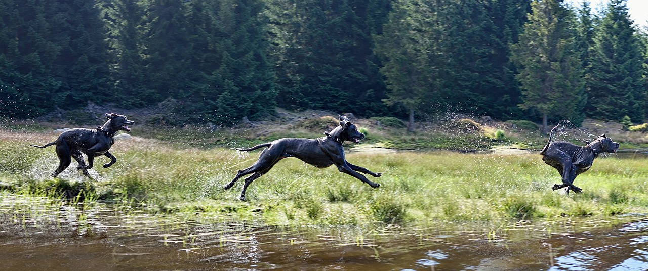 Running Dog - free online jigsaw puzzle photo
