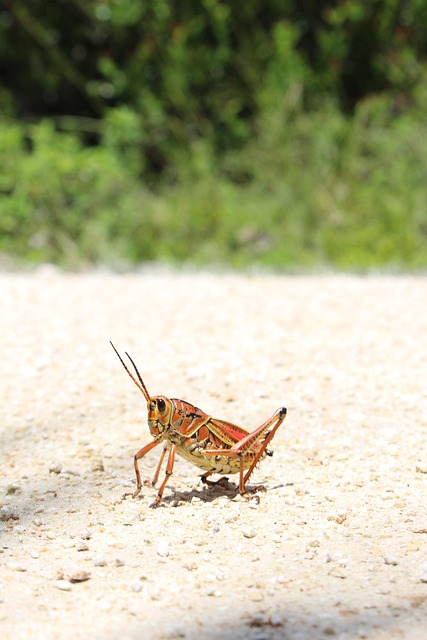 Free Insect Orange photo and picture
