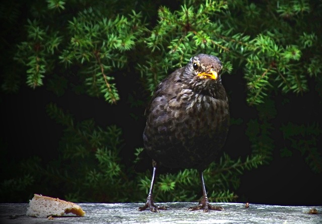 Free Blackbird Wren photo and picture