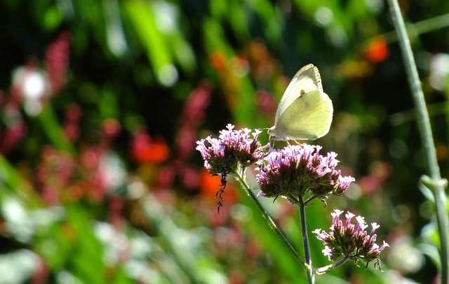 Free Butterfly Cabbage White photo and picture