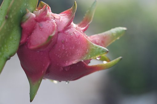 Free Dragon Fruit Dew photo and picture