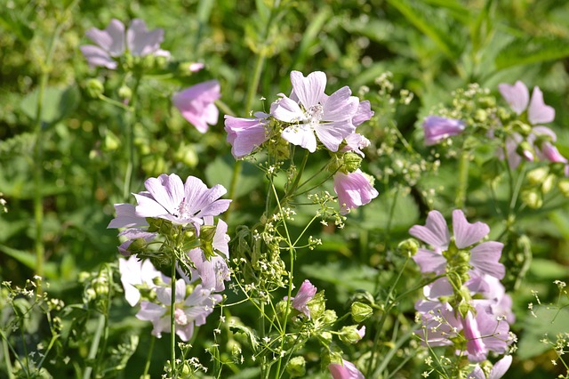 Free Summer Flowers photo and picture