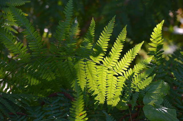 Free Fern Plants photo and picture