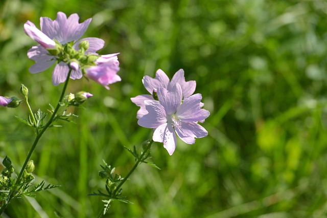 Free Nature Flowers photo and picture