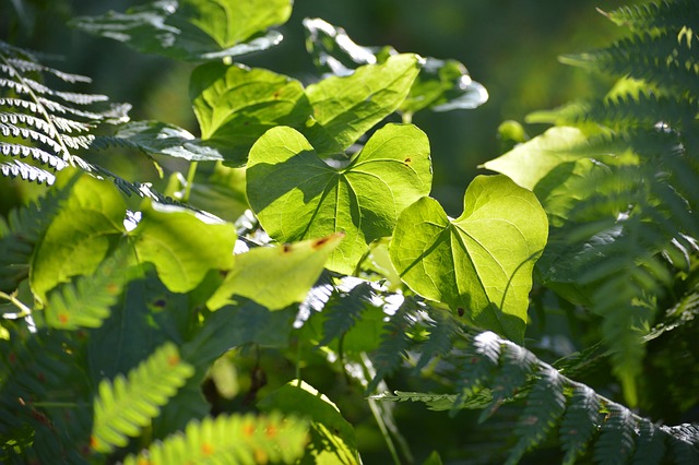 Free Nature Heart photo and picture