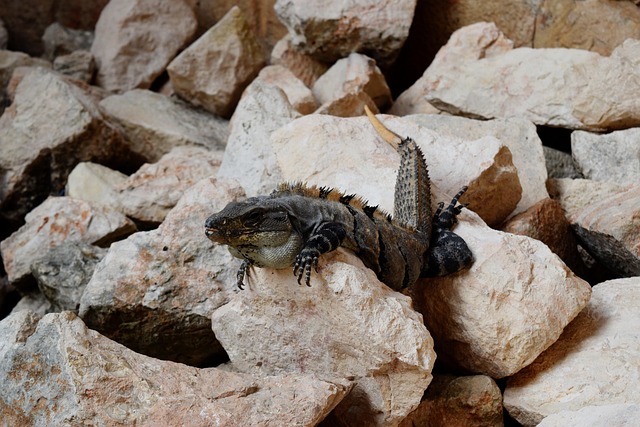 Firben, Ruiner, Mexico, Uxmal, Iguana