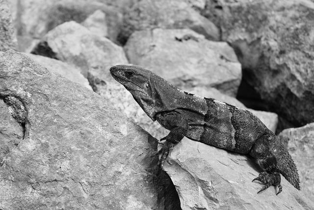 Firben, Iguana, Sten, Klippe, Krybdyr