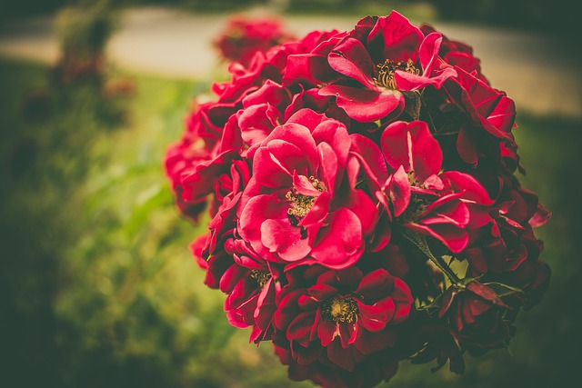 Free Flower Nature photo and picture