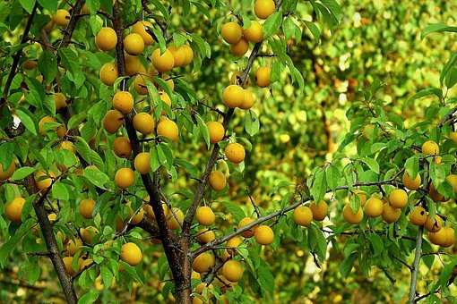 Fruit Boom, Pruim, Geel, Natuurlijk