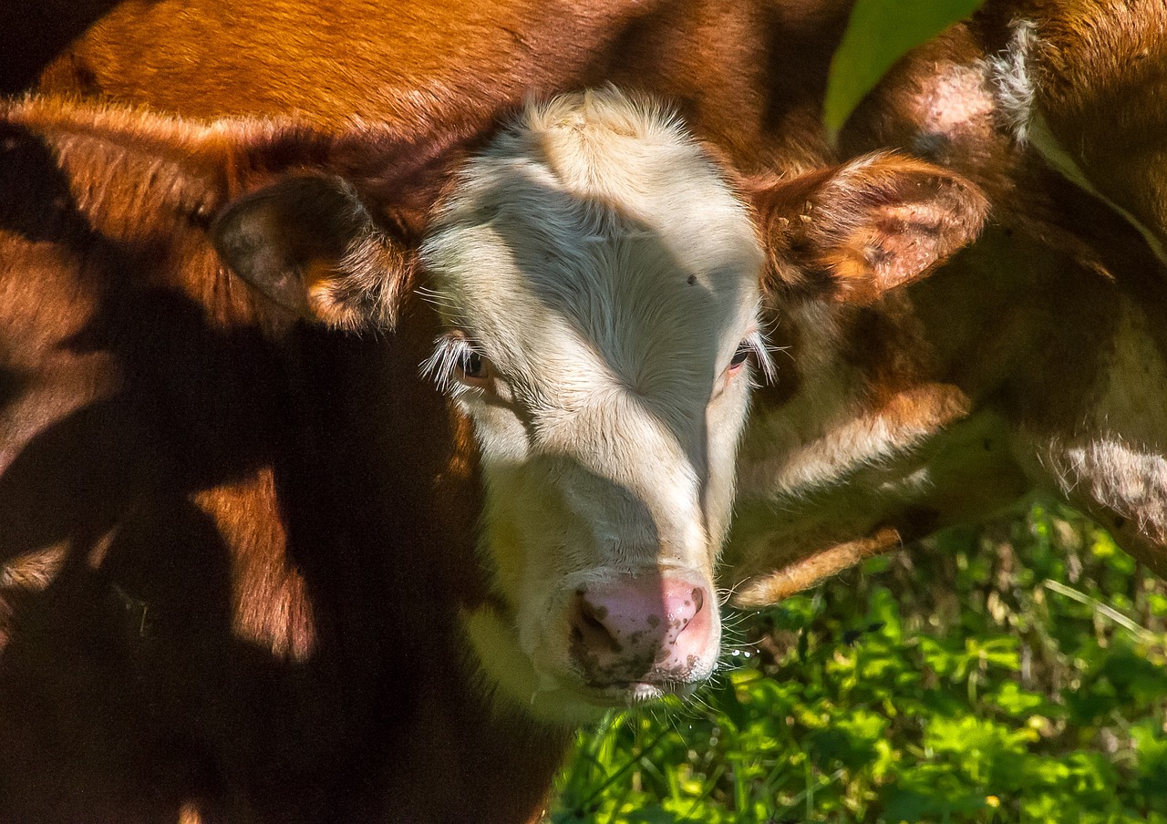 Calf Cow Cattle Free photo on Pixabay Pixabay