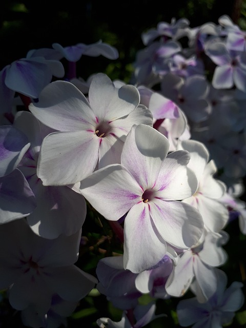 Free Summer Phlox photo and picture