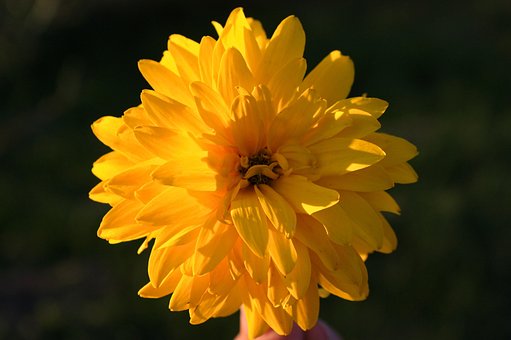 Free Flower Flowers photo and picture