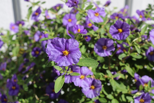 Free Potatisblomma Flower Background photo and picture