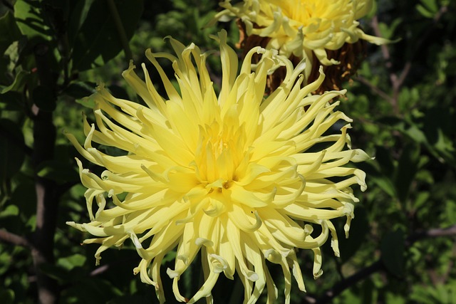 Free Yellow Dahlia photo and picture