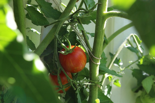 Free Tomato Tomato Plant photo and picture