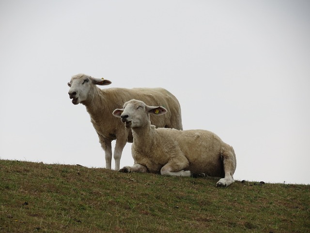 Free Sheep Dike photo and picture