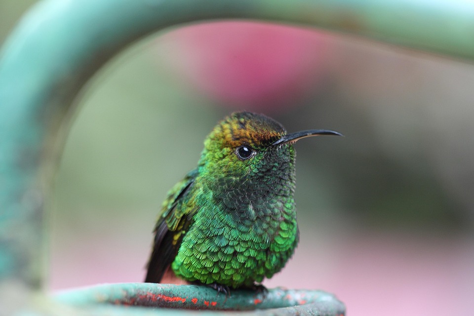 Colibrí Ave - Foto gratis en Pixabay - Pixabay