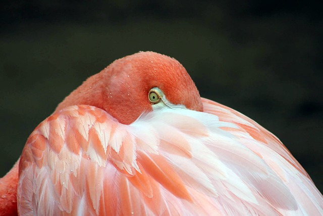 Pássaro Rosa Flamingo - Foto gratuita no Pixabay - Pixabay