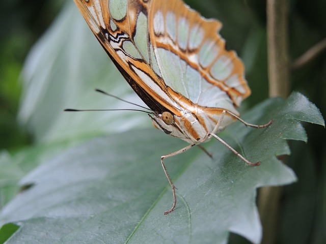 Free Butterfly Close Up photo and picture