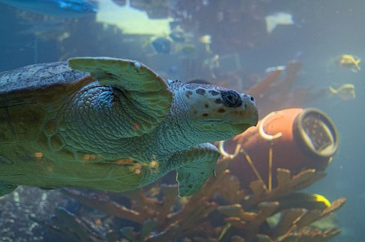 Free Turtle Fish photo and picture