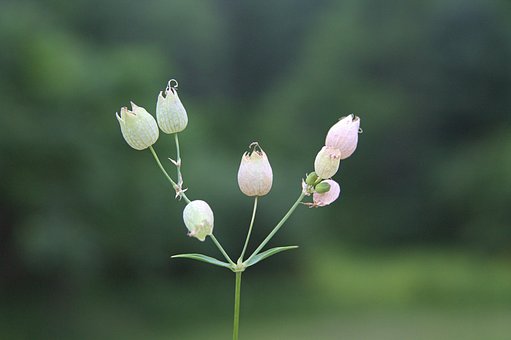 Free Small Flower photo and picture