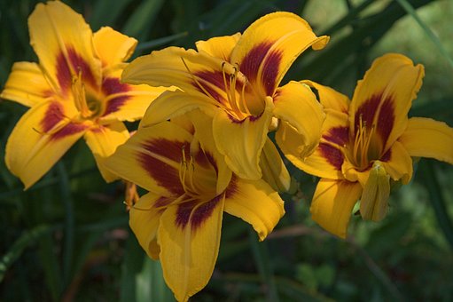 Free Yellow Blossom photo and picture