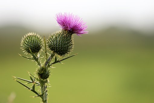 Bardane, Arctium Lappa, Plantes, Flore
