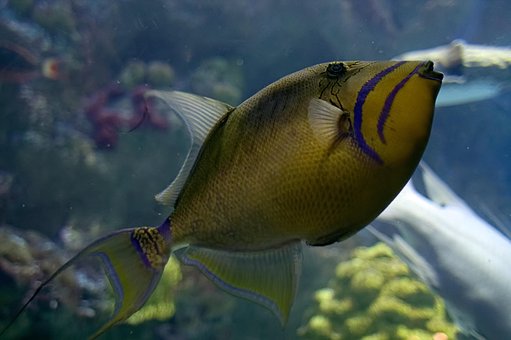Free Fish Aquarium photo and picture