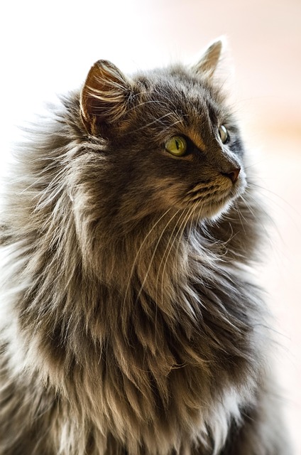 Free Cat Feline photo and picture