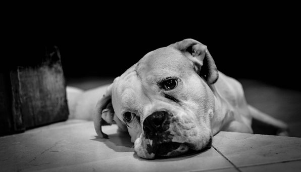 Maskottchen, Hund, Weiß, Schwarz, Tiere
