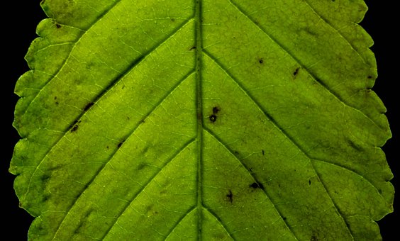 Blatt, Grün, Makro, Blätter, Pflanze