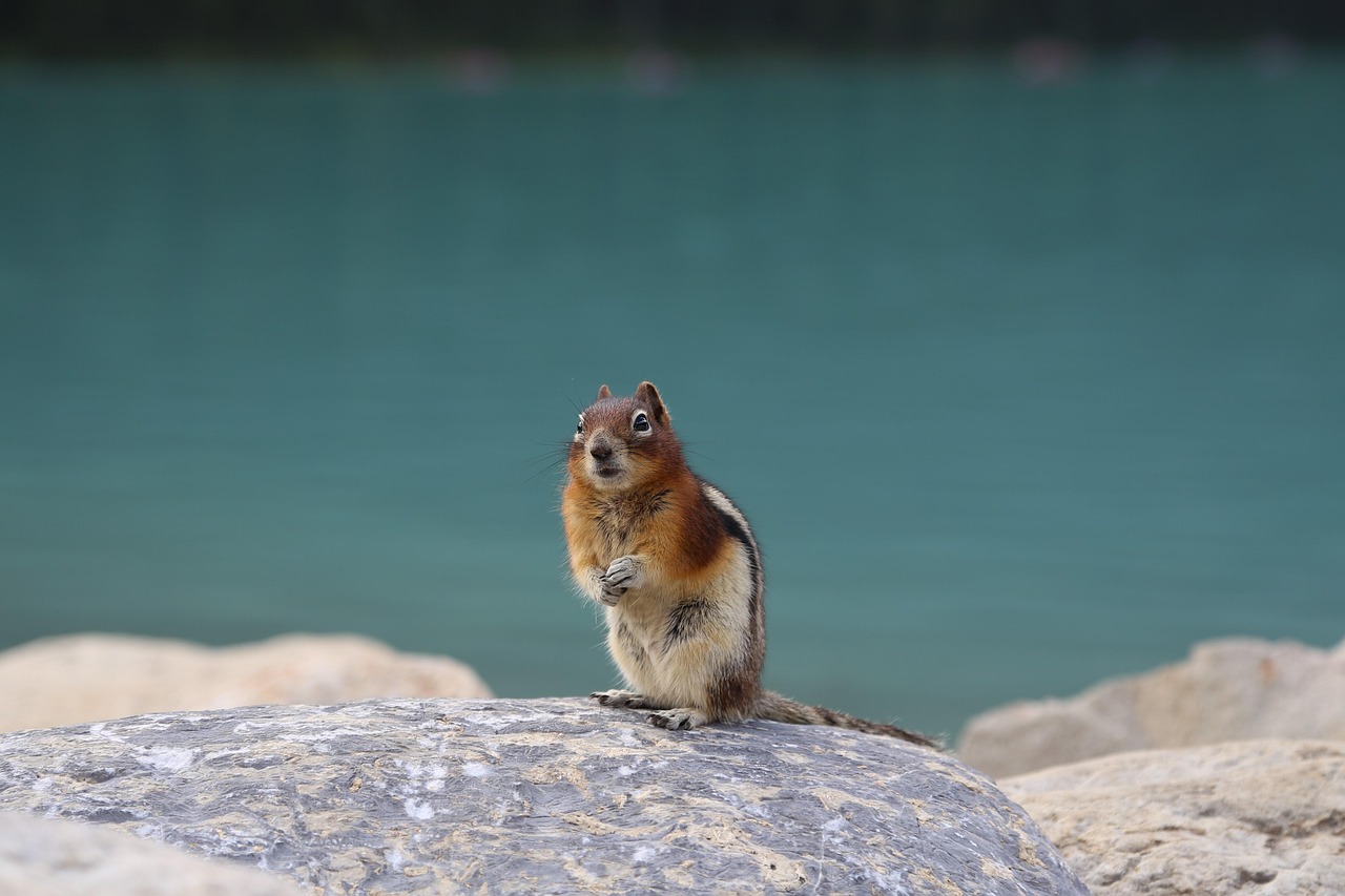 squirrel-3583313_1280.jpg