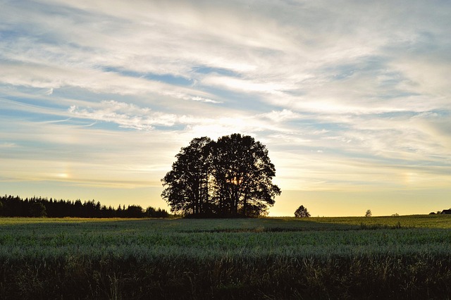 Árbol, Atardecer, Suecia, Paisaje, Nube