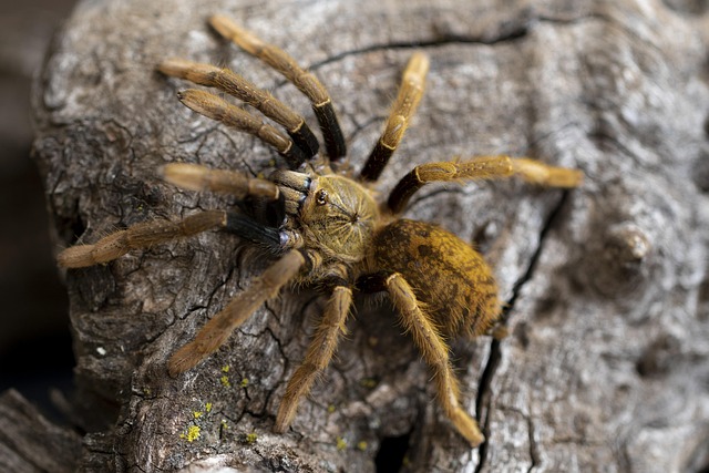 Free Tarantula Spider photo and picture