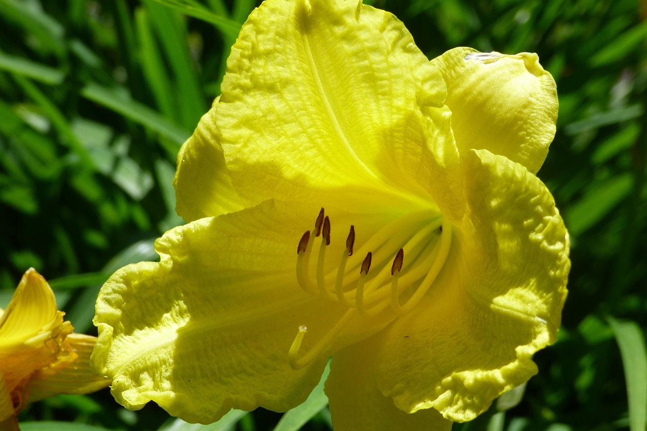 flower-3583840_1280.jpg