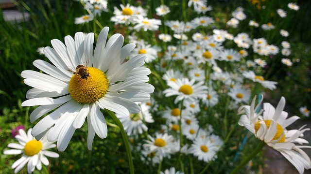 Free Bee Insect photo and picture