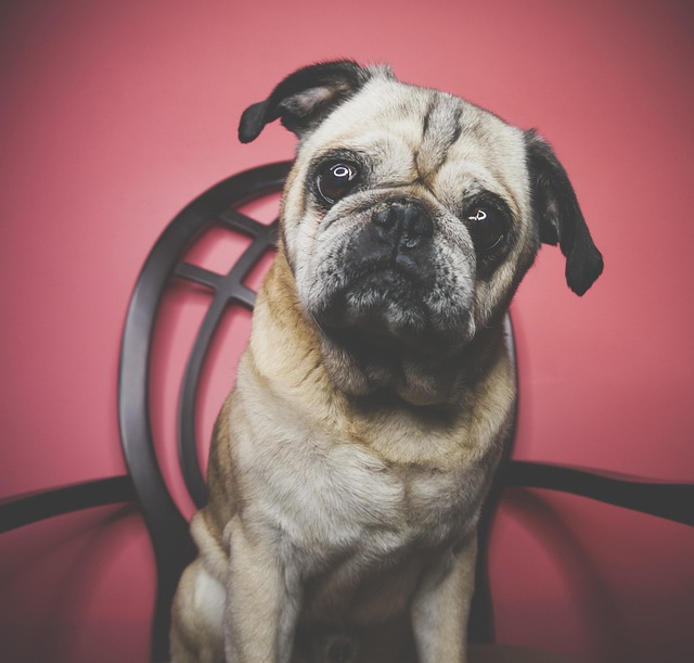 Free Pug Animals photo and picture