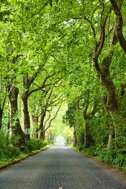 Free Landscape Road photo and picture