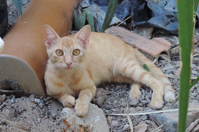 Free Gata Mammal photo and picture
