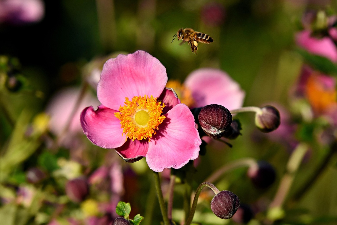 夏天种什么花秋天开花 japanese-anemone-3584913_1280.jpg