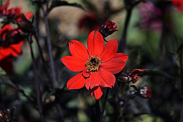 Free Red Flower Nature photo and picture