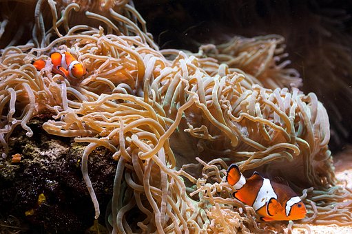 clownfish images pixabay download