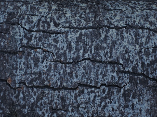 Texture Tree Background - Free photo on Pixabay - Pixabay