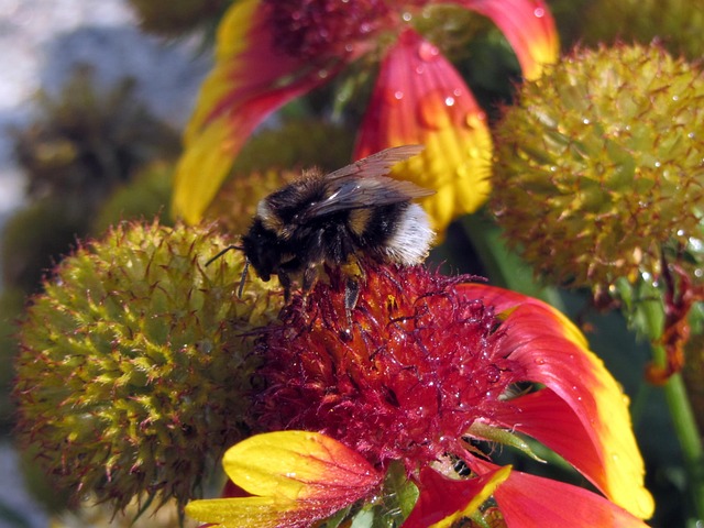 Free Flower Bee photo and picture