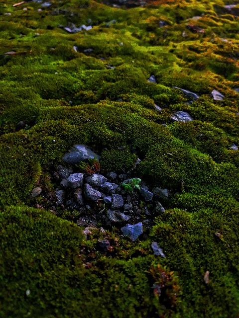 Free Green Hill photo and picture