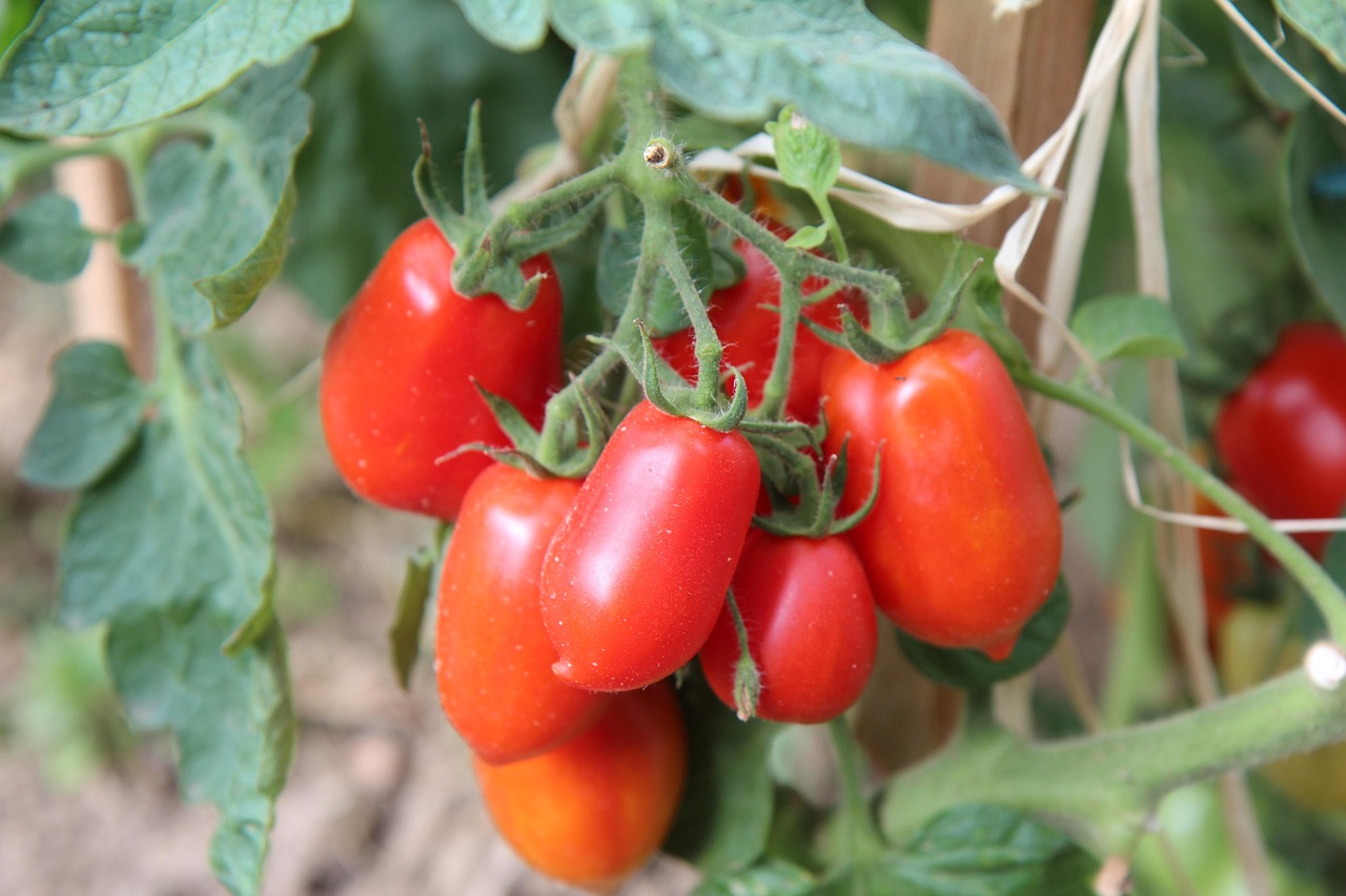 Tomatoes Roma Harvest - Free photo on Pixabay - Pixabay