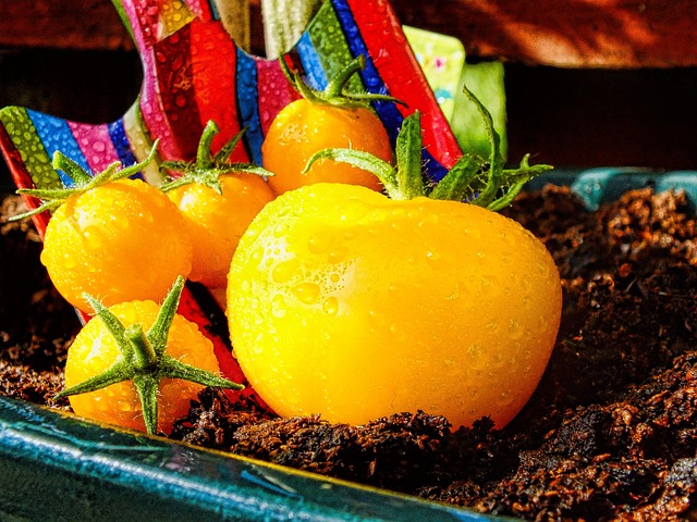 Free Tomato Gardening photo and picture