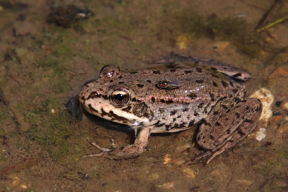 トノサマガエル カエル 飛ぶ Pixabayの無料写真