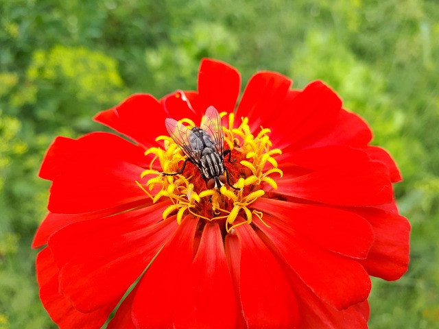 Free Fly Flower photo and picture